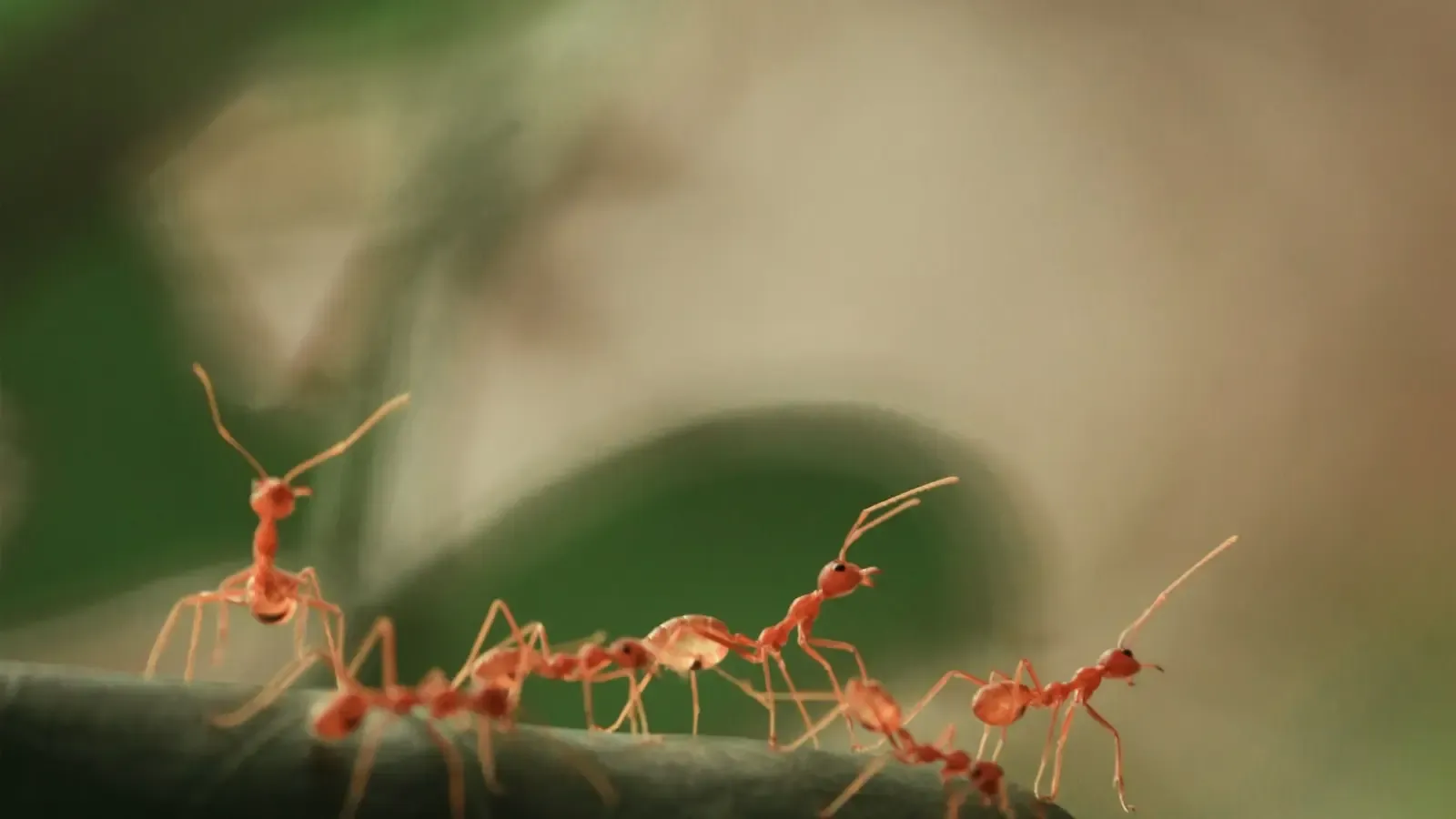 The Caterpillar That Breaks Into High Security Ant Vaults Using Sound