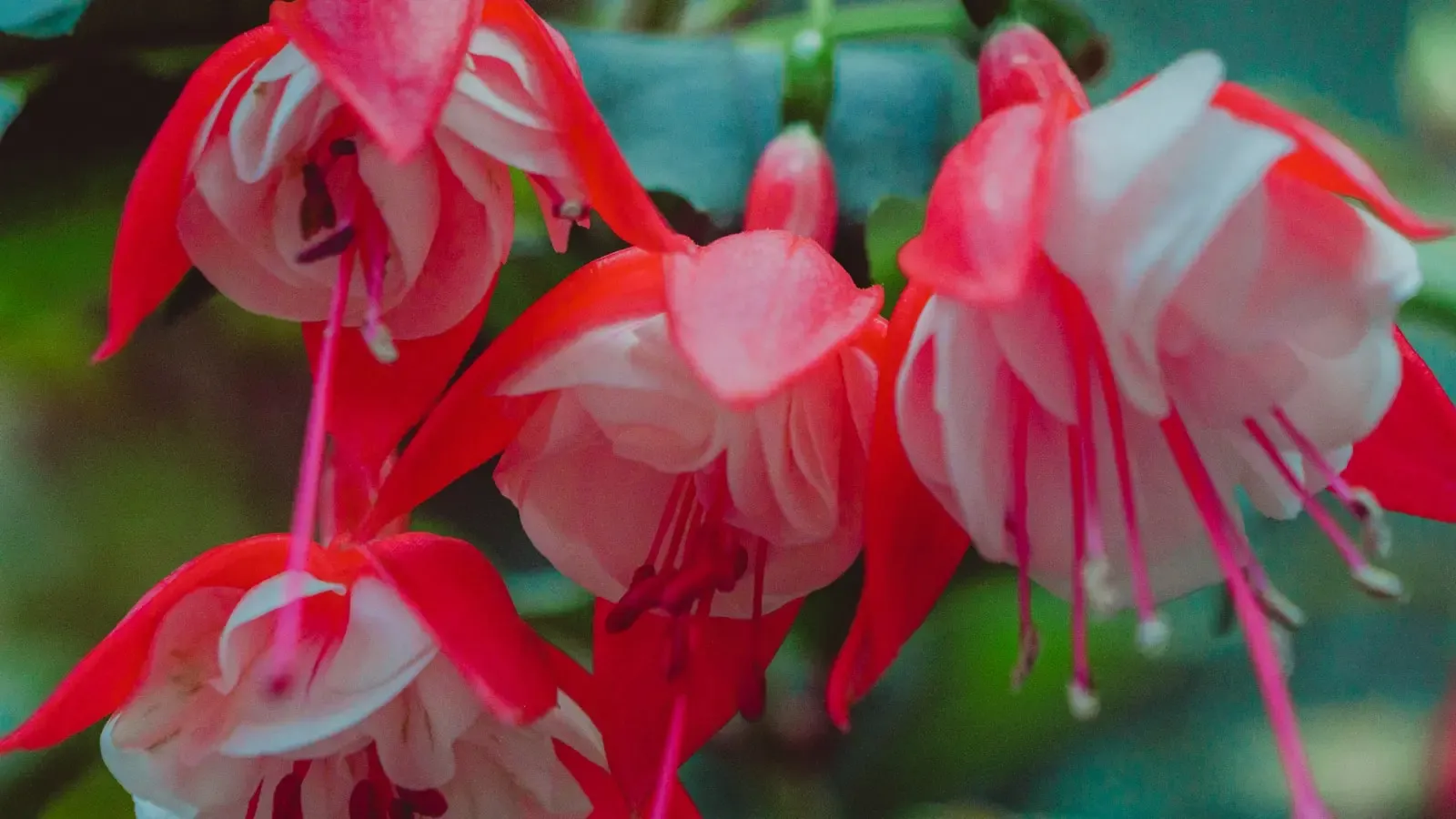 How Does The Maui Garden Of Eden Support Tropical Plant Biodiversity