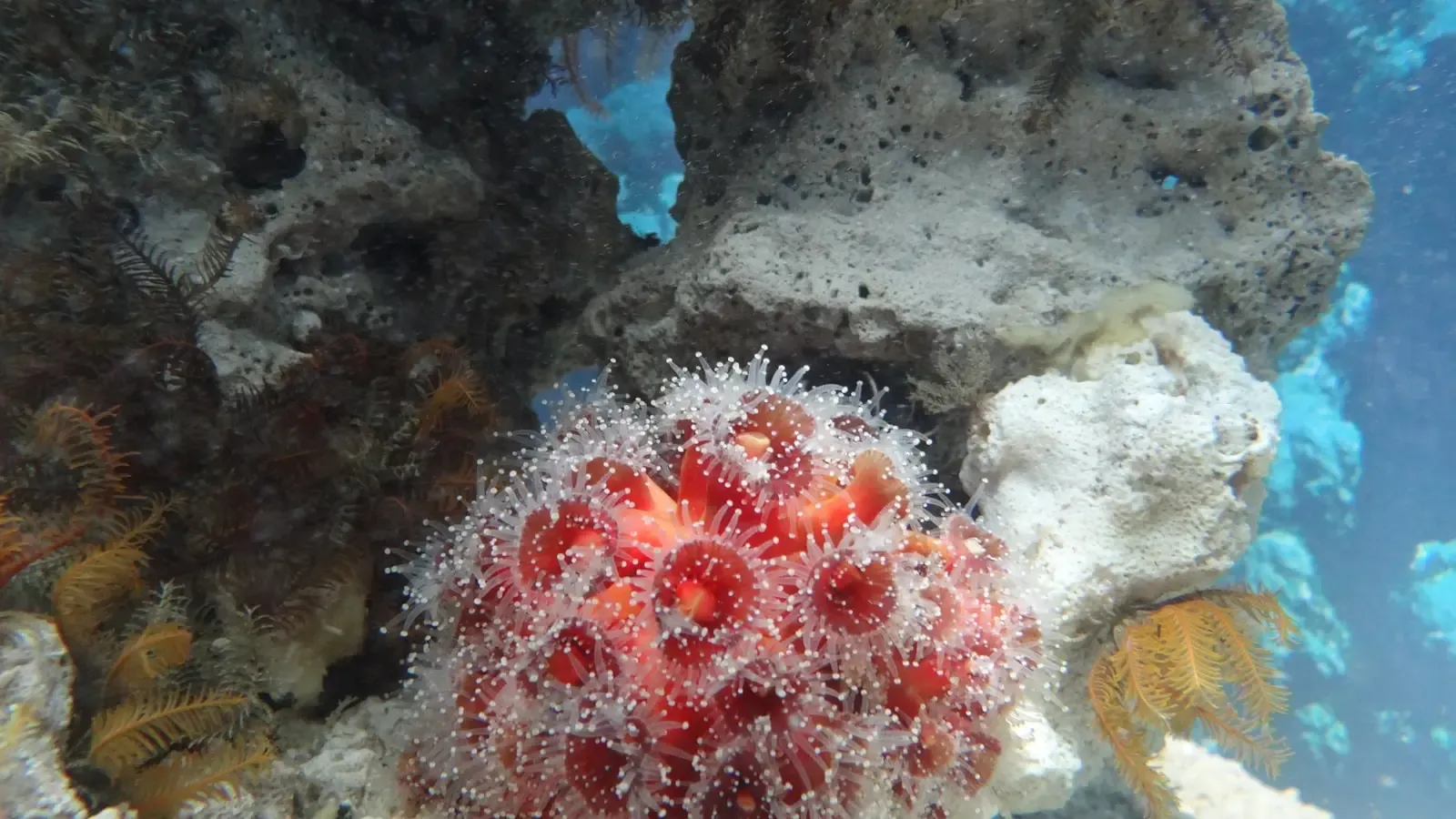 How Are Advanced Submersibles Uncovering Thousands of Undiscovered Species