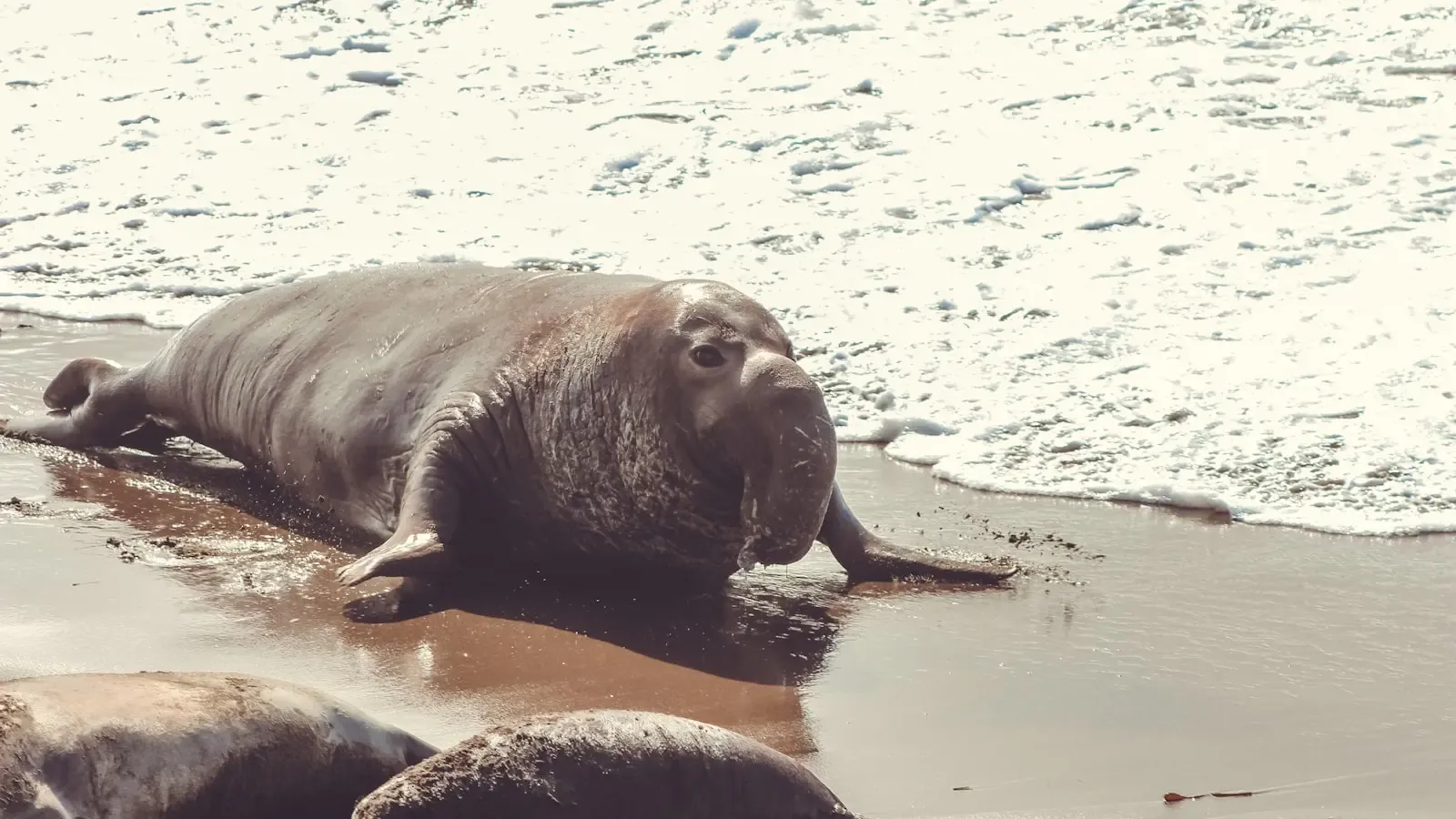 H5N1 Breach in California Seals Signals a Shift in Viral Trajectory