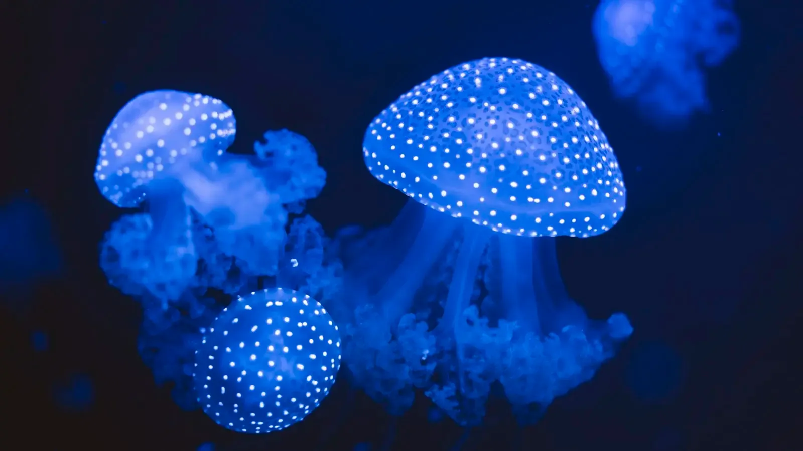 Why is the discovery of life in the hadal zone changing our understanding of climate change