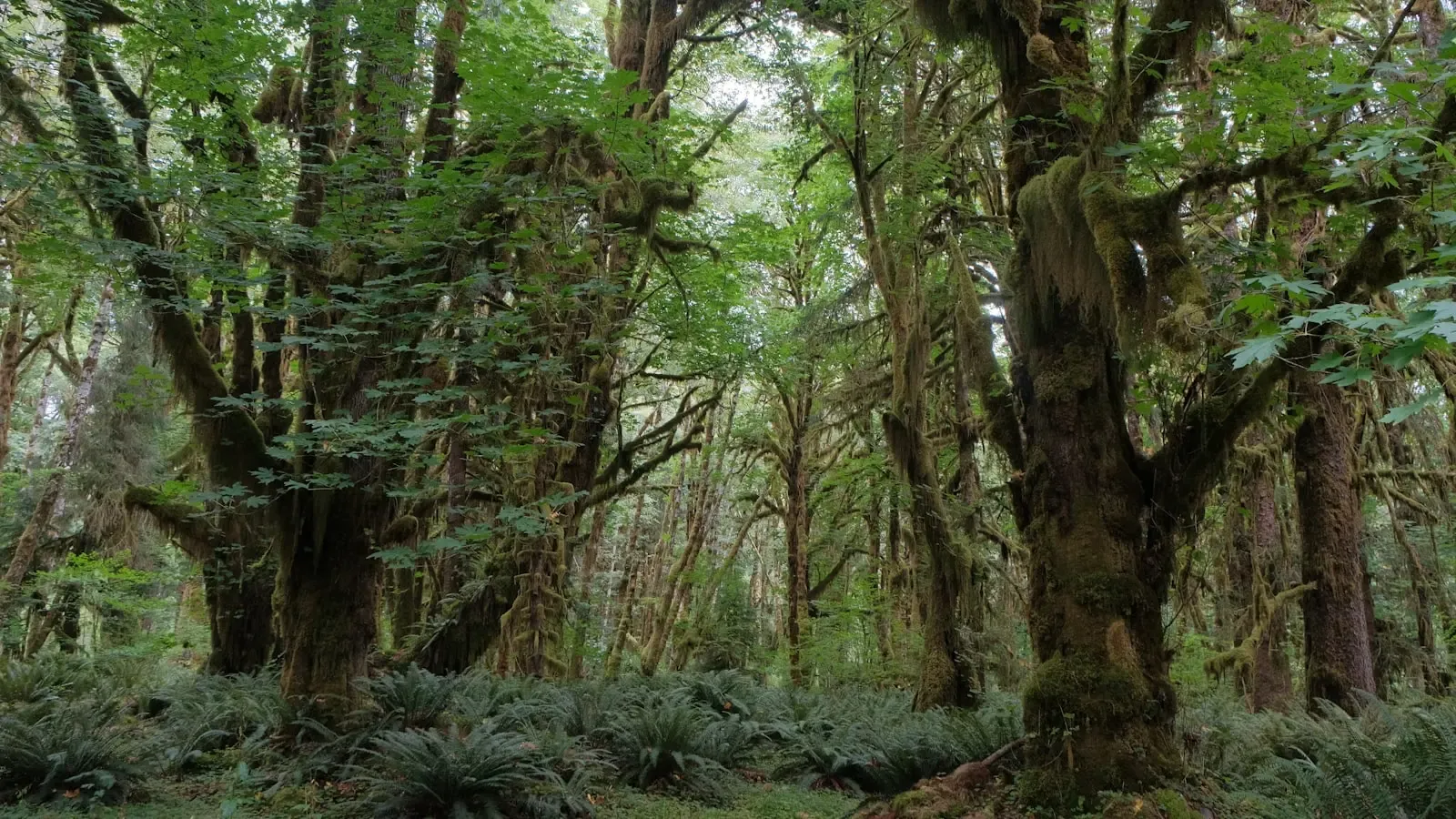 Why Are Primeval Forests Like Perucica Essential for Climate Resilience Research