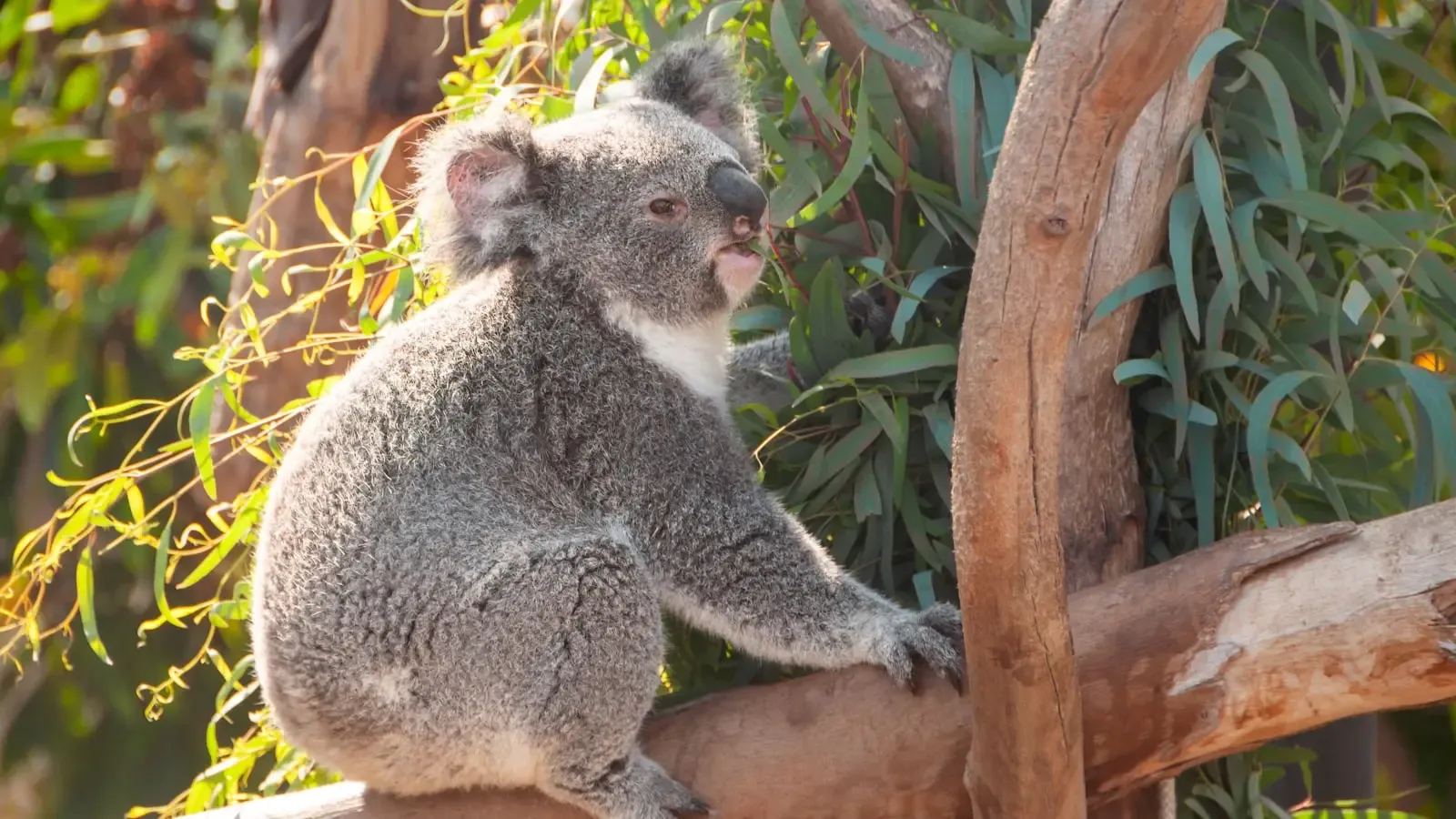 Why Did Australia Evolve Such Distinctive Wildlife Compared To The Rest Of The World