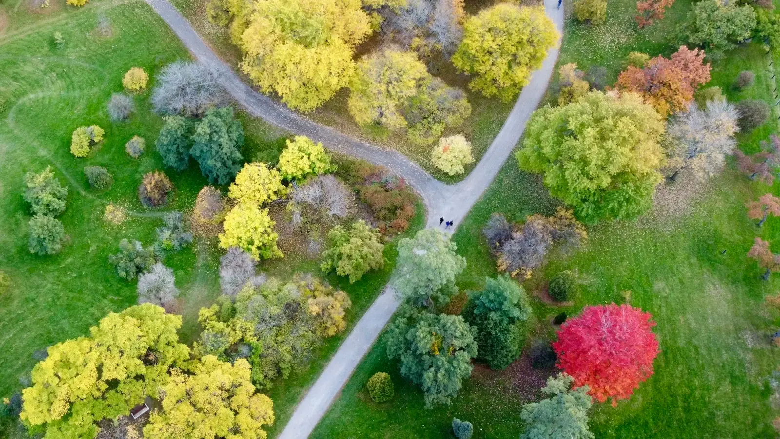 How Can Increasing Urban Canopy Coverage Reduce Local Surface Temperatures