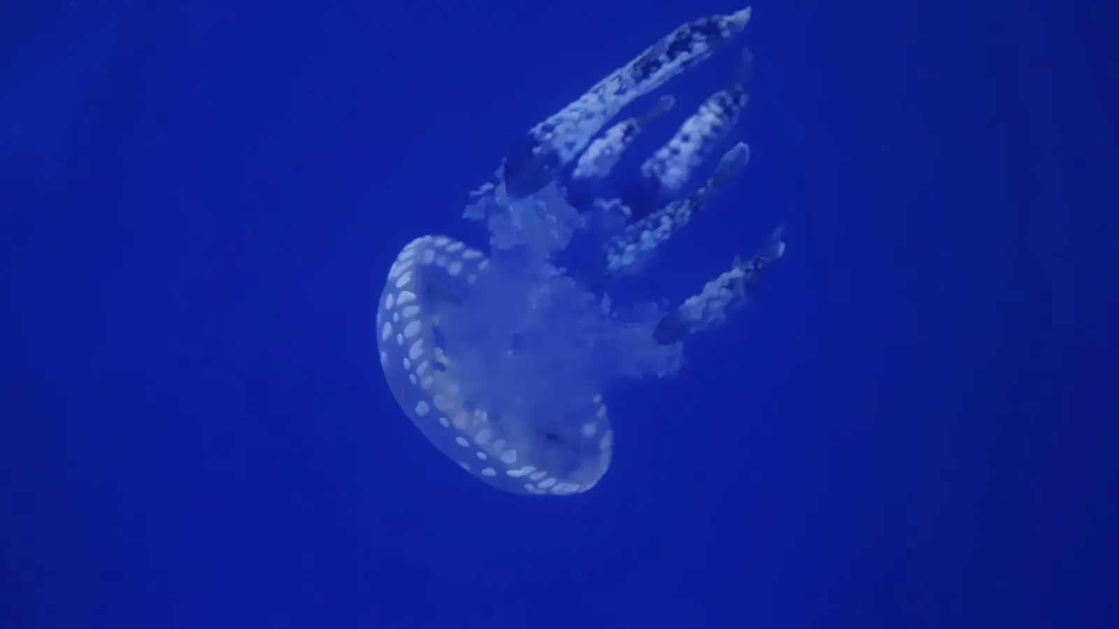 Why Are Deep Sea Ecosystems Essential for Understanding Climate Stability