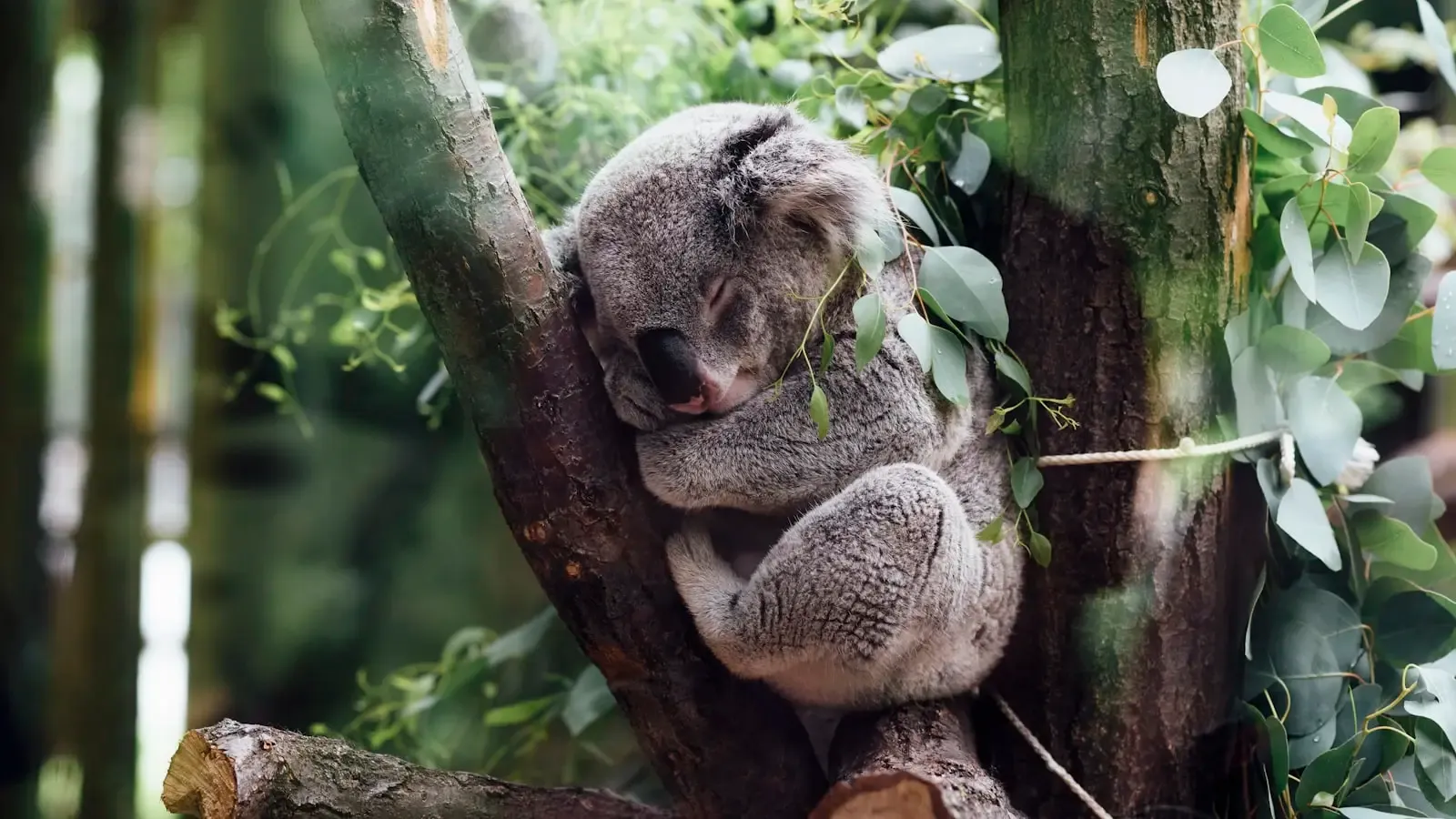 The Koala Genome Is Rewriting Its Own Survival Story
