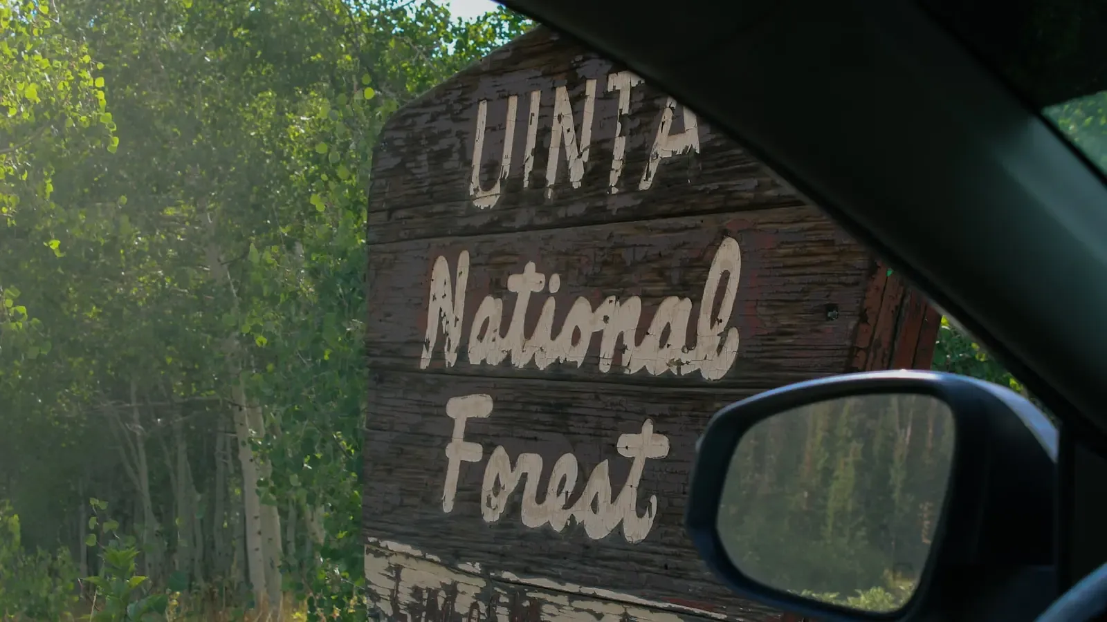 Your Forest Is Secretly Pulsing With Purple Light