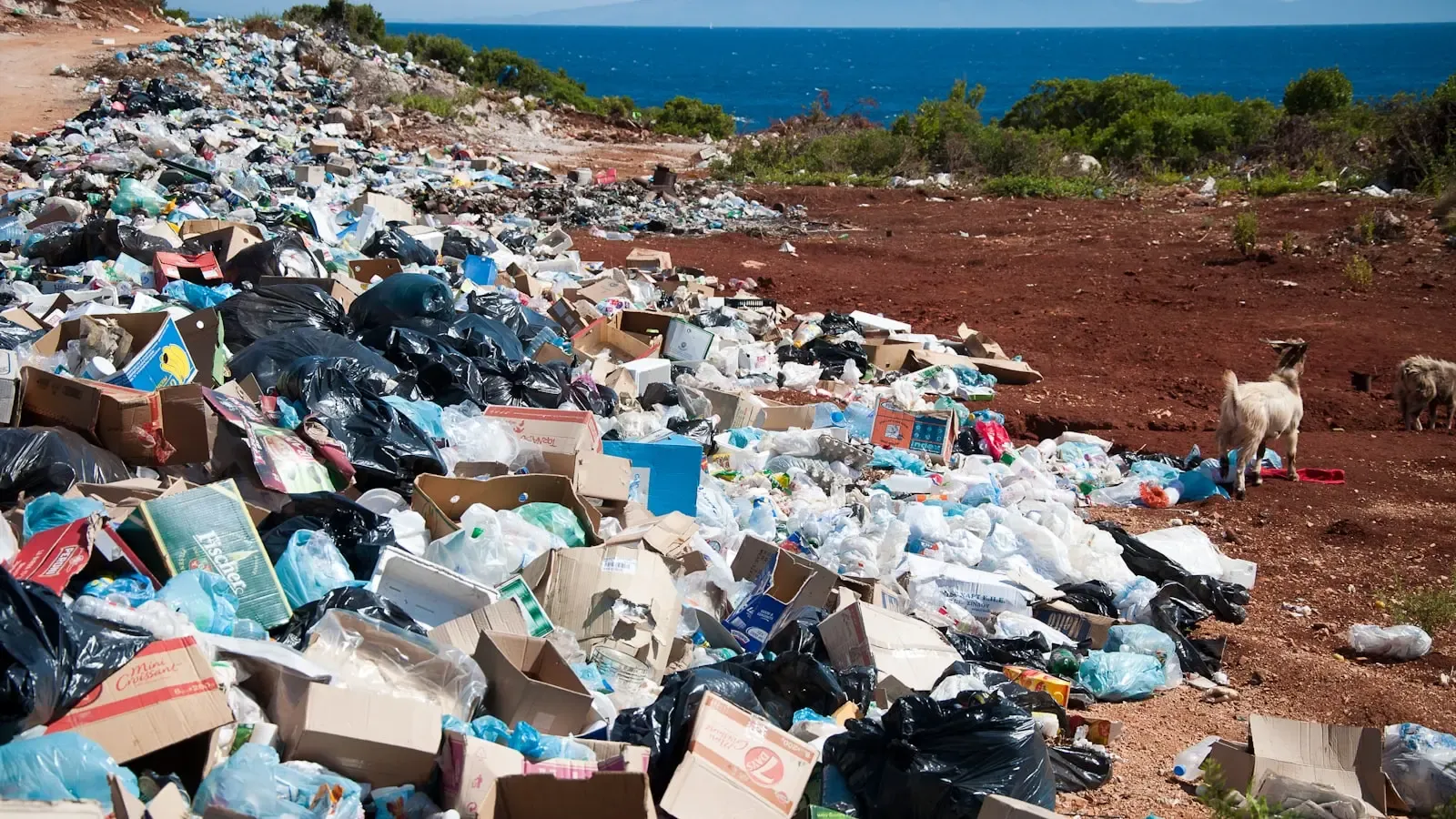 How do microplastics impact marine life and the global food chain today