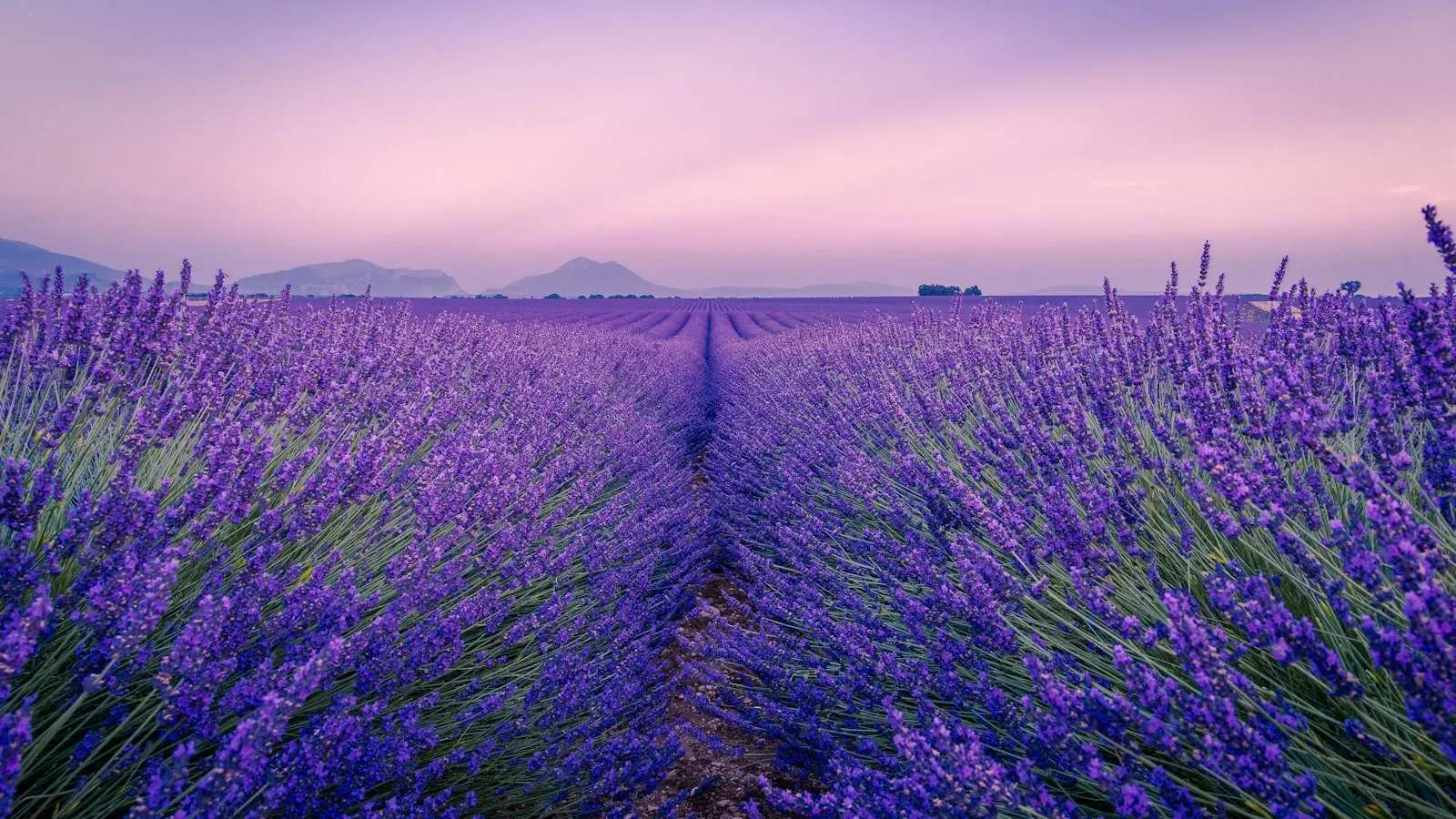 How can you visit Provence's lavender fields on a tight budget?