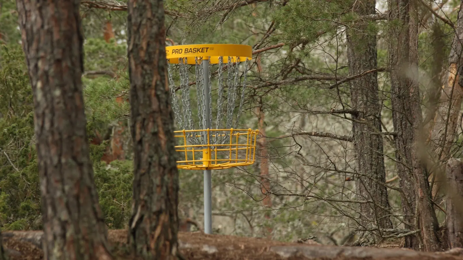 Why Are Disc Golf Hole-in-One Odds So Low at Championship Level?
