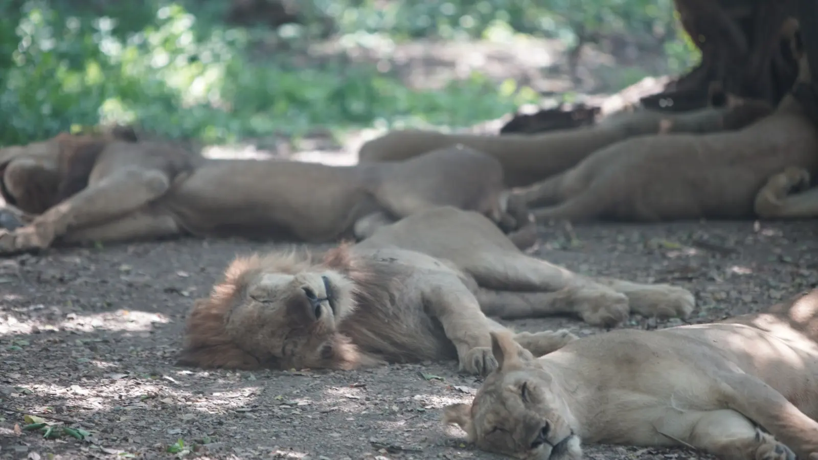 Do animals experience mental health issues?