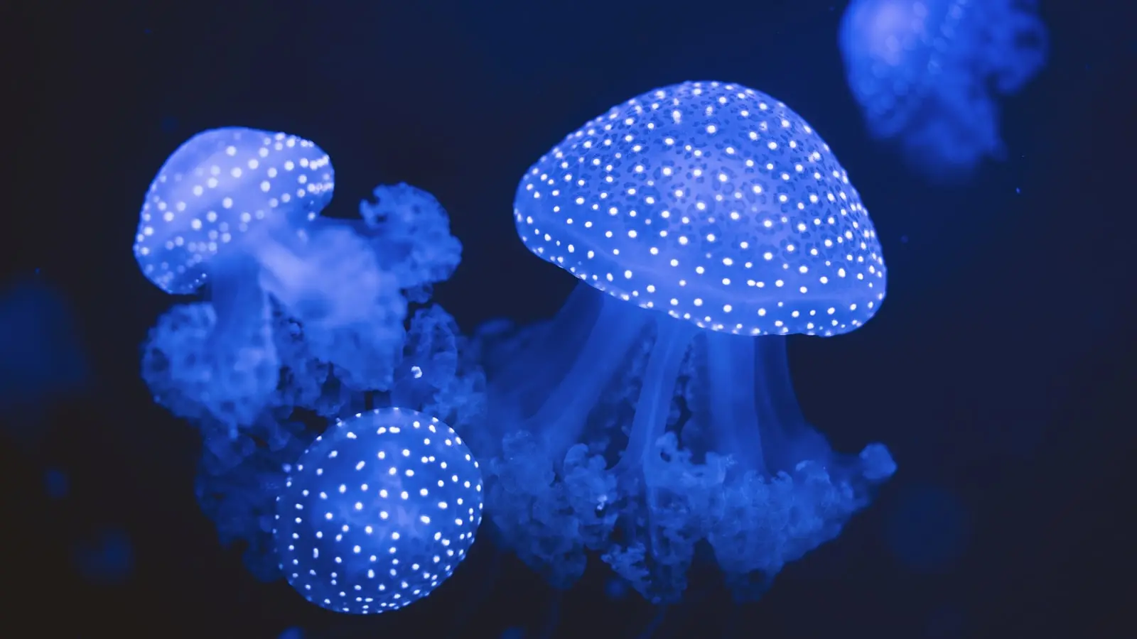 How Are Autonomous Underwater Vehicles Uncovering New Species in the Deep Ocean
