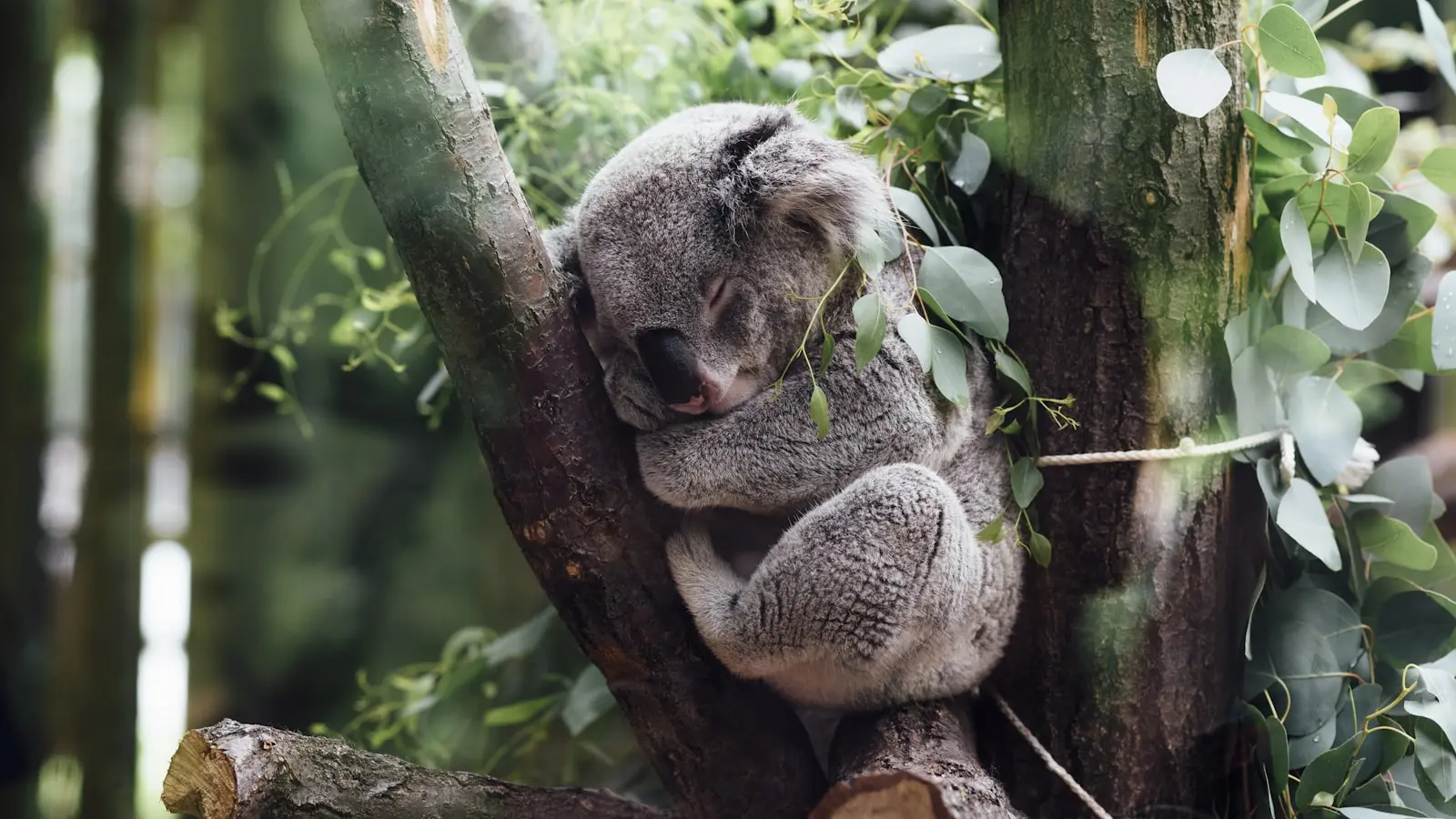 The Koala Genome Is Rewriting Its Own Survival Story