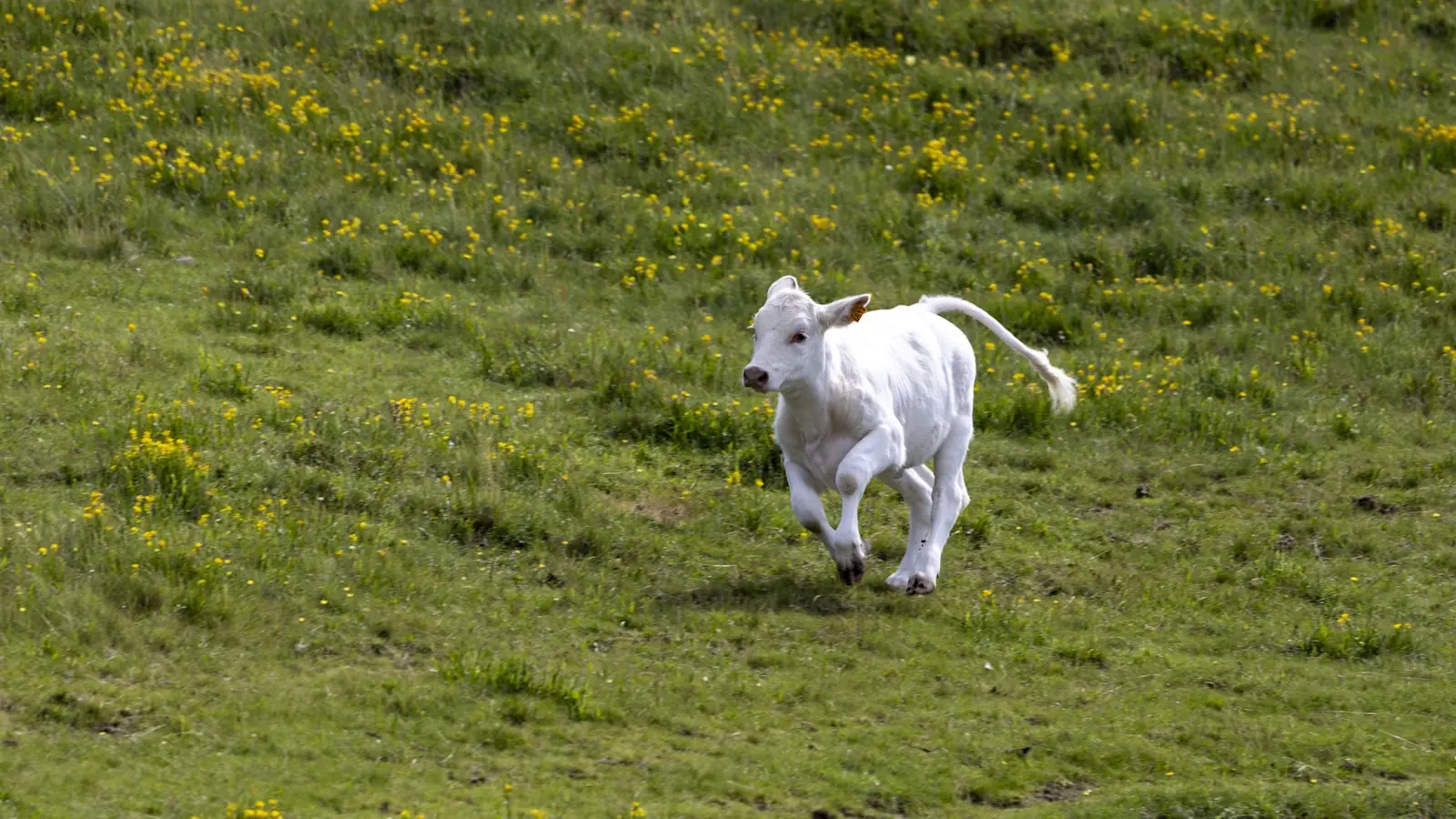 What Is the Best Way to Return to Running After a Calf Strain?