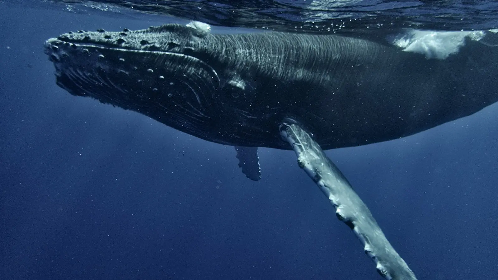 What Should You Know Before Swimming With Whales in Tonga?