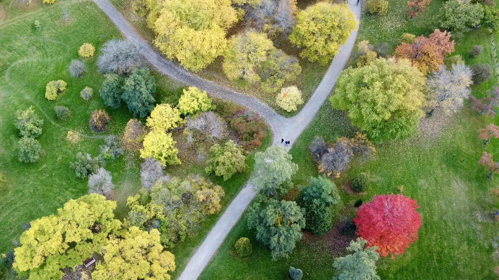How Can Increasing Urban Canopy Coverage Reduce Local Surface Temperatures