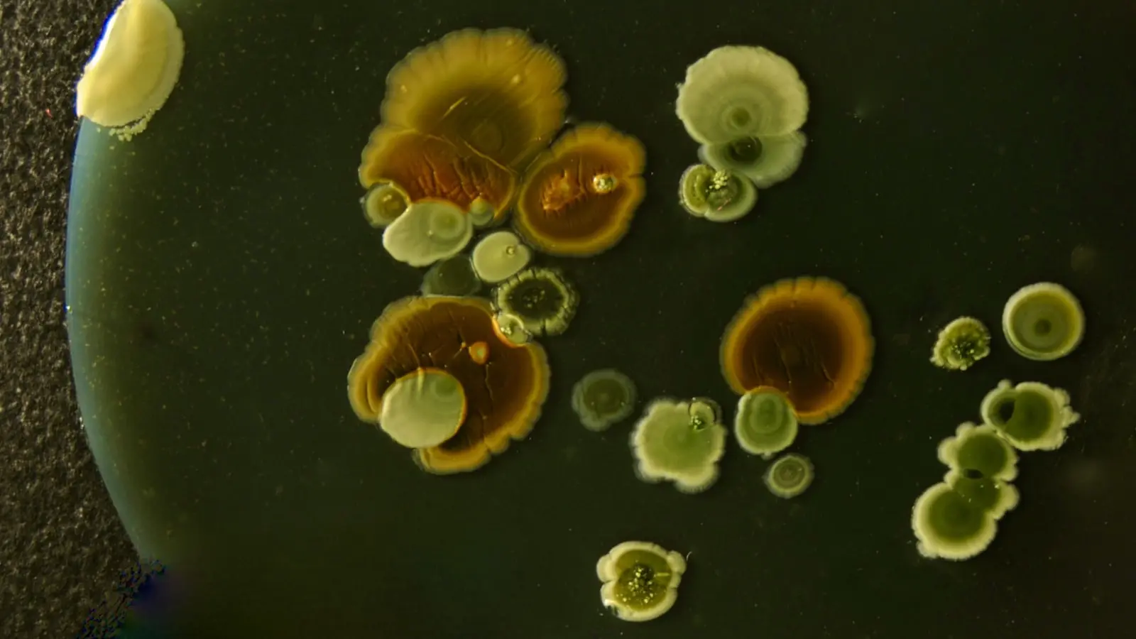 Why Are Nanoplastics Bypassing the Blood Brain Barrier After Ingestion