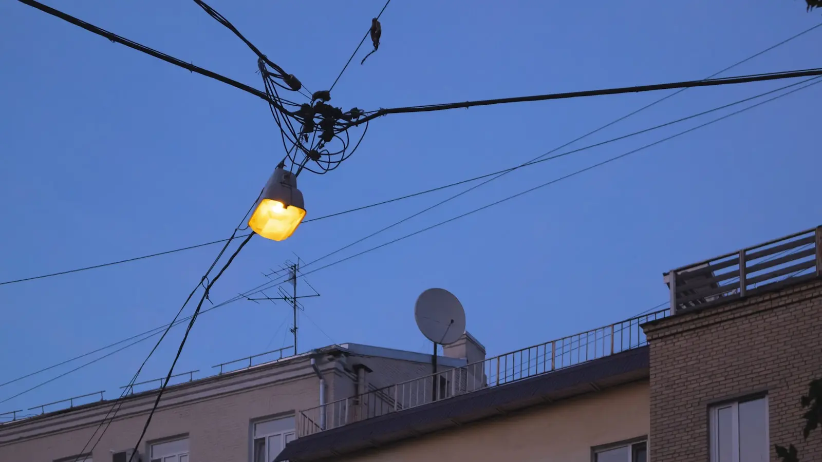 Why Are Urban Birds Singing in the Middle of the Night
